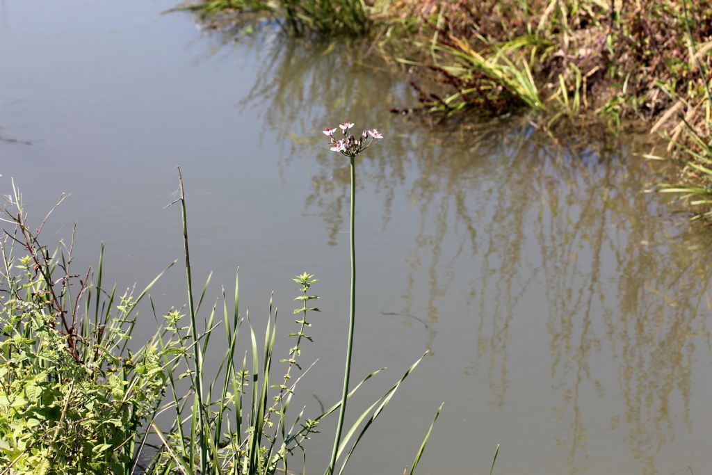 Butomus umbellatus / Giunco fiorito